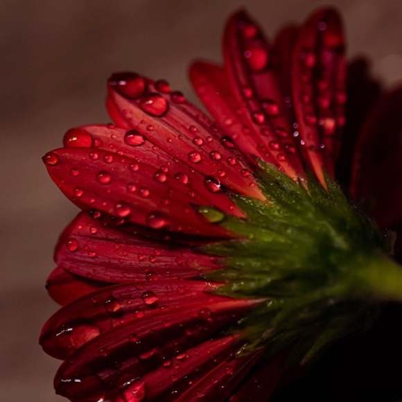 FLOWERS 🍃🌹🍃 - Picture 1 of 1